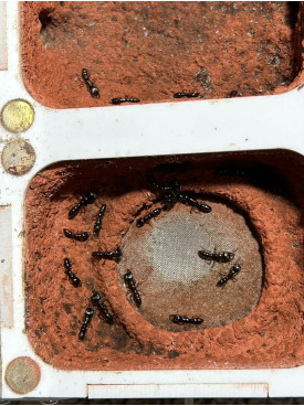 Dracula (Amblyopone australis) 10 workers Dracula ant in tube