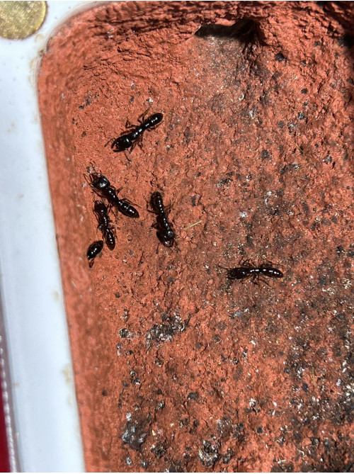 Dracula (Amblyopone australis) 4 workers Dracula ant in tube