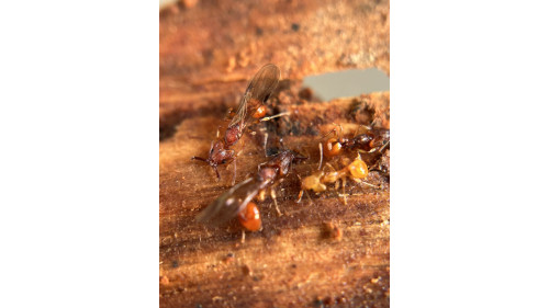 Orectognathus antennatus queen with eggs in tube