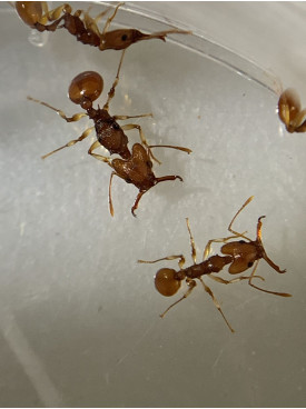 Orectognathus antennatus queen + 2 workers colony