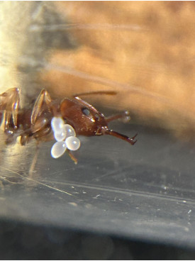 Orectognathus antennatus queen with eggs in tube