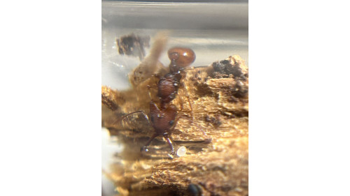 Orectognathus antennatus queen with eggs in tube