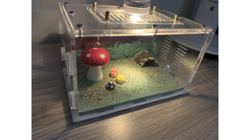 P2D Large Ants farm (size 200x160x100) with cement base