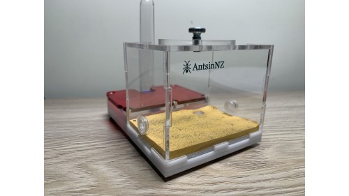 good for new keeper, Tetramorium bicarinatum Ant colony with P1 ant farm