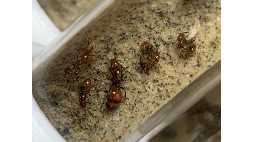 Chelaner Antarcticus is a super easy to care for species making it one of the best beginner species in New Zealand. They grow fast and can have multiple queens. They are around 3mm to 4mm in length and are a dark red to blackish colour.