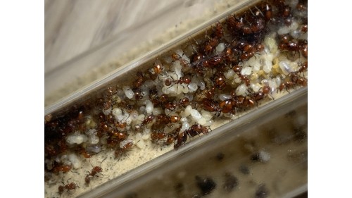 Chelaner Antarcticus is a super easy to care for species making it one of the best beginner species in New Zealand. They grow fast and can have multiple queens. They are around 3mm to 4mm in length and are a dark red to blackish colour.