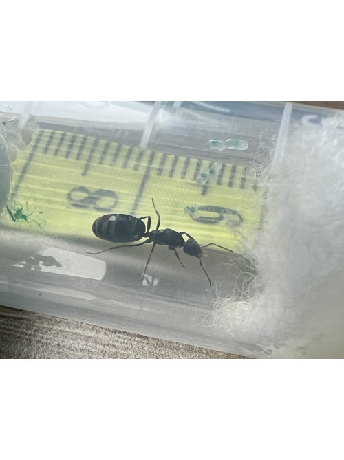 Iridomyrmex suchieri new queen with egg in tube