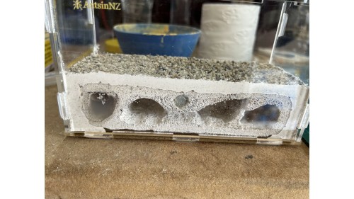 aerated concrete blocks ants farm A2 with ant colony 50+