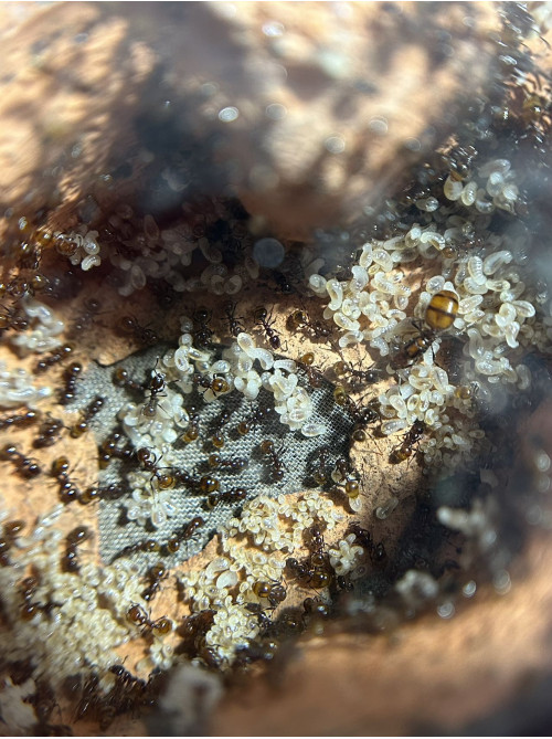 Chelaner Antarcticus ant colony in F5 farm (500+ workers)