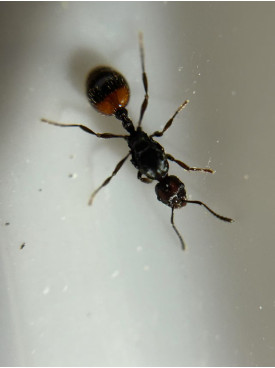 Huberia striata ant single queen in tube