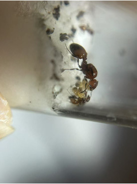 Chelaner Antarcticus ant queen ant with few workers and eggs in tube