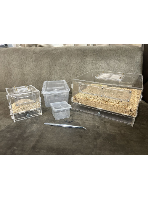 luxury mealworm farm ( cycle set with worm and beetles)