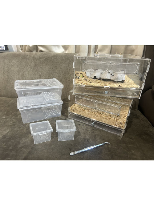 luxury mealworm farm ( 2 large set with beetle and worm)