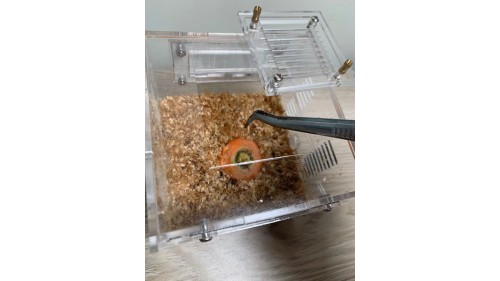 luxury mealworm farm ( small ) with around 200 worms