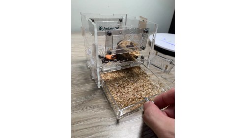 luxury mealworm farm ( small ) with around 200 worms