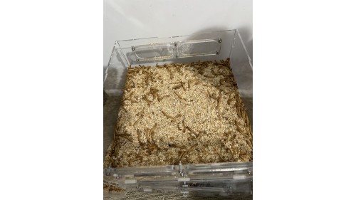 luxury mealworm farm ( 2 large set with beetle and worm)