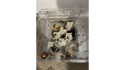 luxury mealworm farm ( 2 large set with beetle and worm)