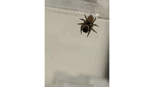 Female Jumping spider