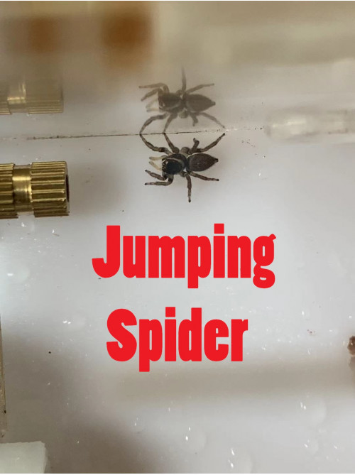 Female Jumping spider