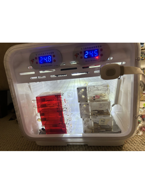 Dual temperature control brooder with auto air fan