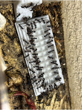 Largeo food plate (Preventing Ants from Drowning)